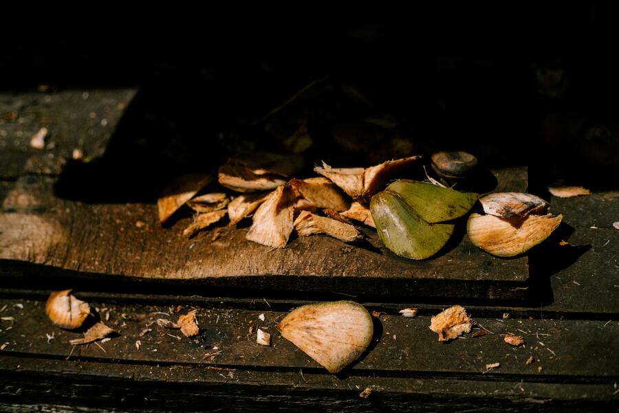 Split coconuts on the dark wood counter, morning light raking across.